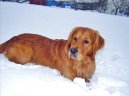 Photos: Golden retriever (Dog standard) (pictures, images)