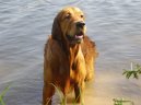 Photos: Golden retriever (Dog standard) (pictures, images)