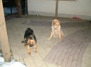 Photos: Golden retriever (Dog standard) (pictures, images)
