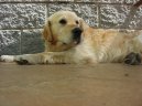 Photos: Golden retriever (Dog standard) (pictures, images)