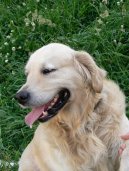 Photos: Golden retriever (Dog standard) (pictures, images)