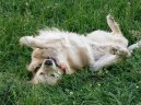 Photo: Golden retriever (Dog standard)