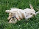 Photos: Golden retriever (Dog standard) (pictures, images)