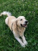 Photos: Golden retriever (Dog standard) (pictures, images)