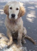 Photos: Golden retriever (Dog standard) (pictures, images)