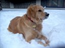 Photos: Golden retriever (Dog standard) (pictures, images)