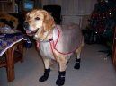Photos: Golden retriever (Dog standard) (pictures, images)