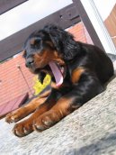 Photos: Gordon setter (Dog standard) (pictures, images)