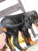 Photo: Gordon setter (Dog standard)