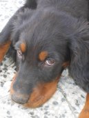 Photo: Gordon setter (Dog standard)