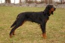 Photo: Gordon setter (Dog standard)