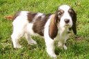 Photos: Grand basset griffon vendeen (Dog standard) (pictures, images)