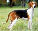 Photo: Great anglo-french tricolour hound (Dog standard)