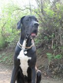 Photo: Great dane (Dog standard)