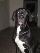 Photos: Great dane (Dog standard) (pictures, images)