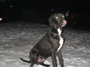 Photos: Great dane (Dog standard) (pictures, images)