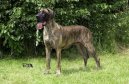 Photos: Great dane (Dog standard) (pictures, images)