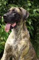 Photos: Great dane (Dog standard) (pictures, images)