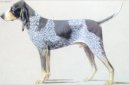 Photos: Great gascony blue (Dog standard) (pictures, images)