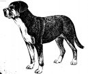 Photos: Great swiss mountain dog (Dog standard) (pictures, images)