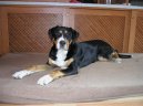 Photo: Great swiss mountain dog (Dog standard)
