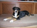 Photos: Great swiss mountain dog (Dog standard) (pictures, images)