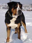 Photo: Great swiss mountain dog (Dog standard)