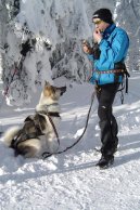 Photo: Greenland dog (Dog standard)