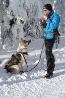 Photos: Greenland dog (Dog standard) (pictures, images)