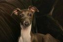 Photo: Greyhound (Dog standard)