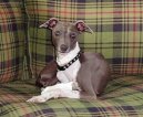 Photo: Greyhound (Dog standard)