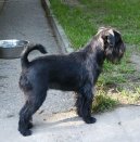 Photos: Griffon belge (Dog standard) (pictures, images)