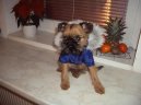 Photos: Griffon belge (Dog standard) (pictures, images)