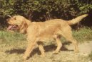 Photo: Griffon fauve de bretagne (Dog standard)