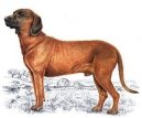 Photo: Hanoverian scenthound (Dog standard)