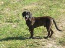 Photo: Hanoverian scenthound (Dog standard)
