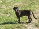 Photos: Hanoverian scenthound (Dog standard) (pictures, images)