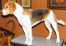 Photo: Harrier (Dog standard)