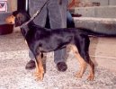 Photos: Hellenic hound (Dog standard) (pictures, images)