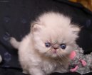 Photos: Himalayan (Cat) (pictures, images)