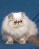 Photos: Himalayan (Cat) (pictures, images)