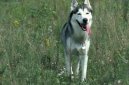 Photo: Hokkaido (Dog standard)
