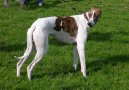 Photo: Hungarian greyhound (Dog standard)