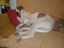 Photos: Hungarian greyhound (Dog standard) (pictures, images)