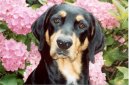 Photo: Hungarian hound - transylvanian scenthound (Dog standard)