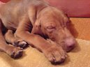 Photo: Hungarian short-haired pointer (vizsla) (Dog standard)