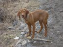 Photo: Hungarian short-haired pointer (vizsla) (Dog standard)