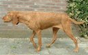 Photo: Hungarian wire-haired pointer (vizsla) (Dog standard)