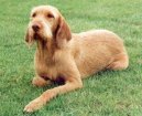 Photo: Hungarian wire-haired pointer (vizsla) (Dog standard)