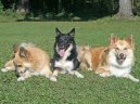 Photo: Icelandic sheepdog (Dog standard)